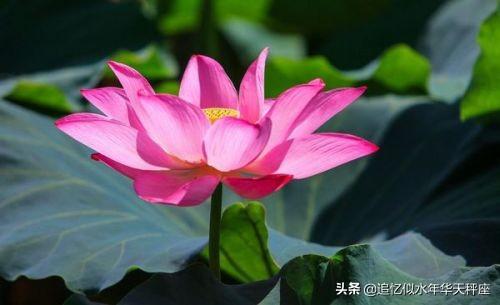 描写荷花的作文_四年级描写荷花的作文