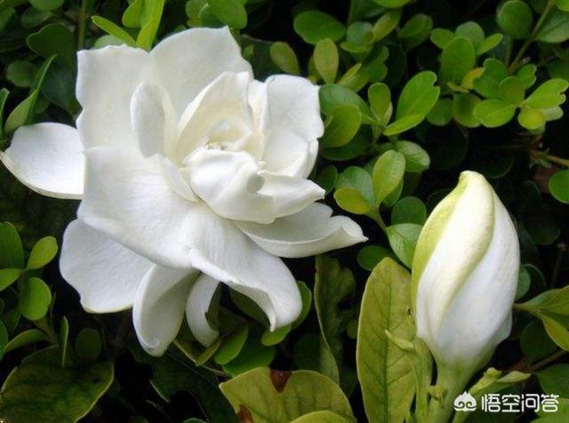 小叶栀子花什么时候开花_小叶栀子花什么时候开花什么时候休眠