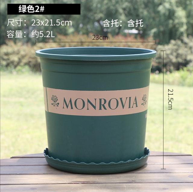 五公分的桂花树多少钱_50公分的桂花树价格