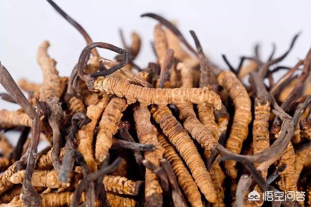 冬虫夏草长什么样子图片_虫草图片大全100种