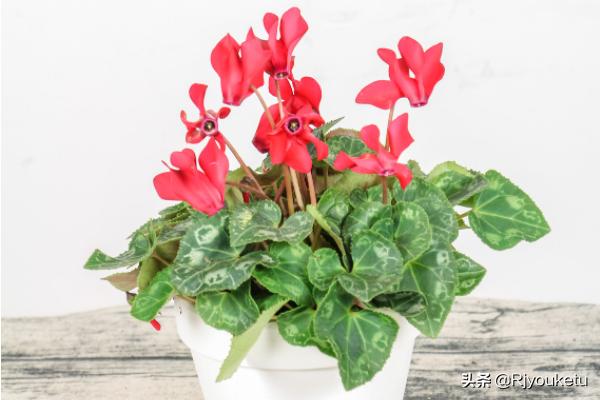 仙客来种子啥时候能种怎么种