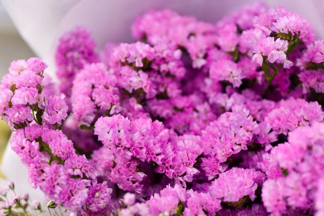 勿忘我花语图片 唯美_勿忘我的花语和象征意义