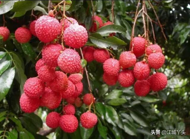 夏天有什么水果_秋天有什么水果