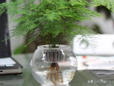 水培文竹叶子发黄怎么办_水培文竹的叶子发黄是什么原因水培