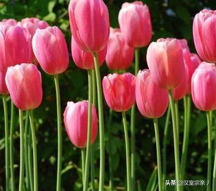 各种颜色郁金香花语和寓意_各种颜色郁金香花语和寓意是什么