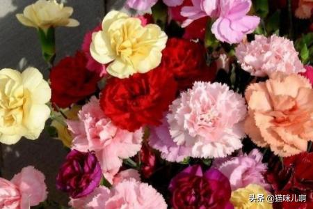 花店的鲜花怎么保鲜_花店的鲜花怎么保鲜存放