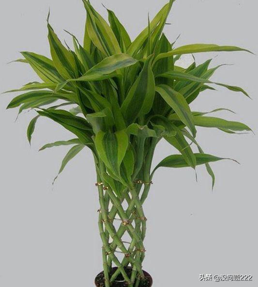 富贵竹叶子发黄怎么修剪_富贵竹叶子发黄修剪方法视频