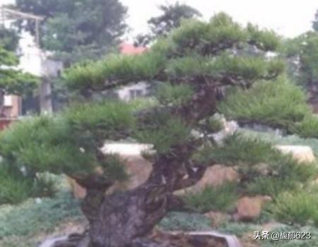 黑松盆景图片大全_黑松盆景黑松盆景