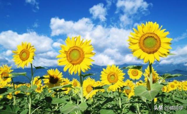 向日葵的外形描写_向日葵的外形描写作文400字