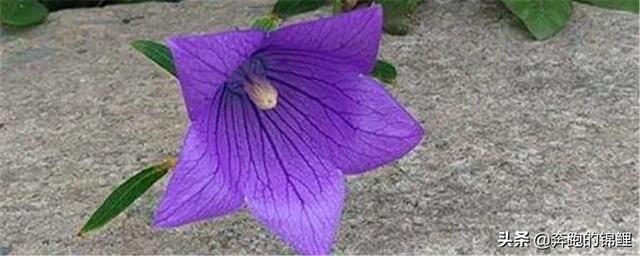 日本海棠花的修剪图片_日本海棠花什么时候剪枝