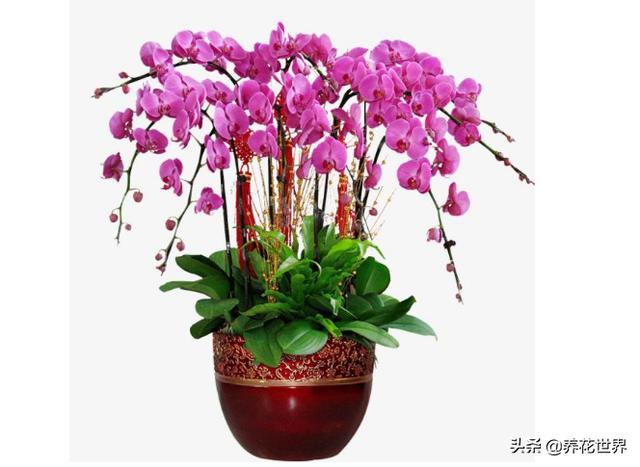 蝴蝶兰图片大全养殖_蝴蝶兰图片和花名