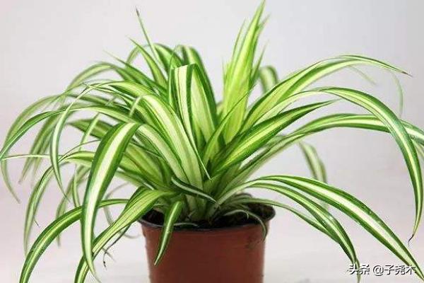 百万心吊兰叶尖发黄_白心吊兰