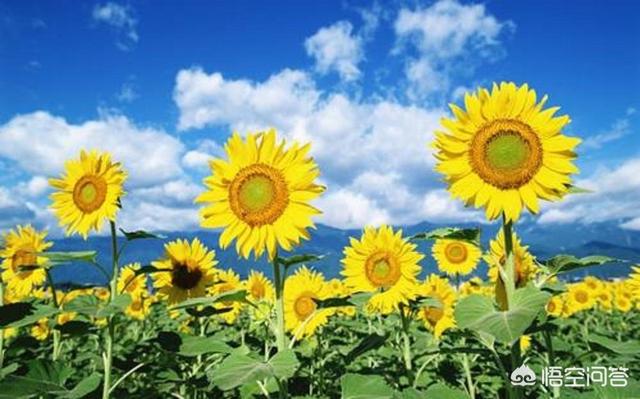 有向日葵的经典短句_有向日葵的经典短句关于希望
