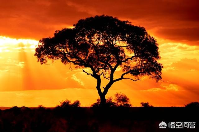 常见树木名称大全_常见树木名称大全及特点