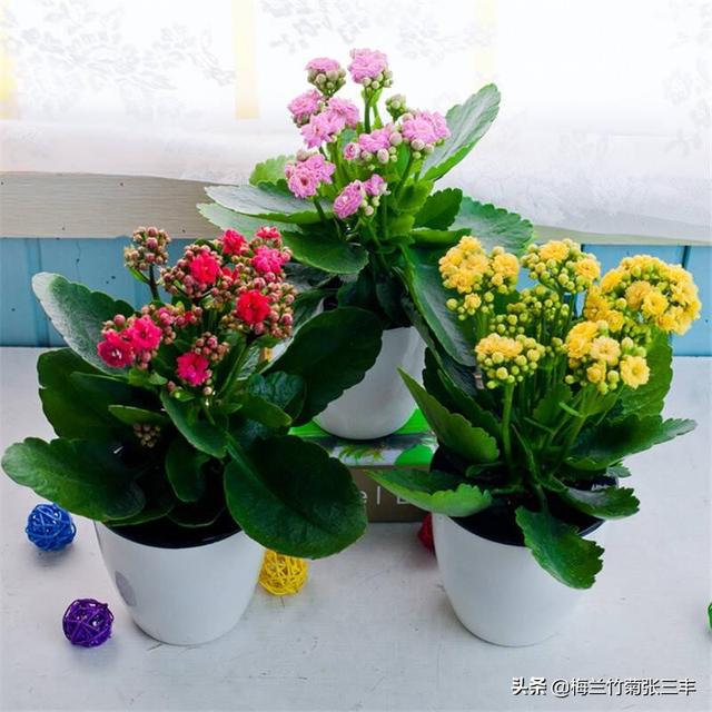 长辈生日送什么花比较好_长辈过生日送啥花