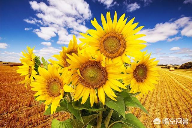 向日葵花语图片_向日葵花语图片大全