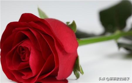 玫瑰花颜色代表什么意思