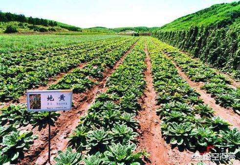 中草药种植_中草药种植专业就业前景