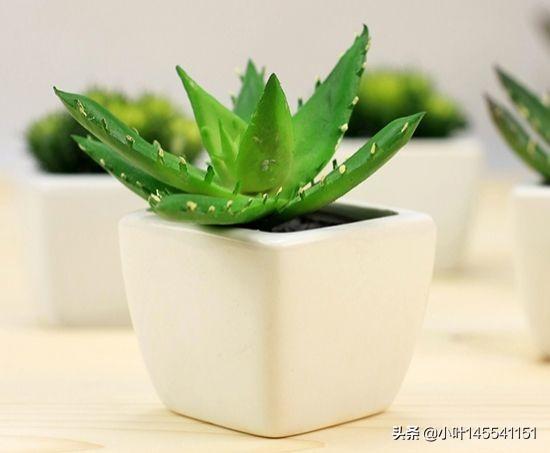 小芦荟怎么养殖方法_小芦荟怎么养殖方法和技术