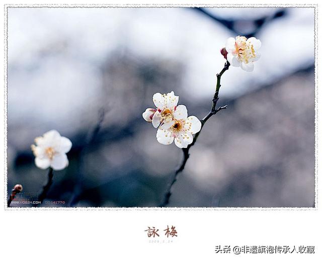 梅花的诗句古诗大全_梅花的诗句古诗大全王安石