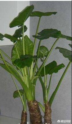 花卉图片网_花卉 图