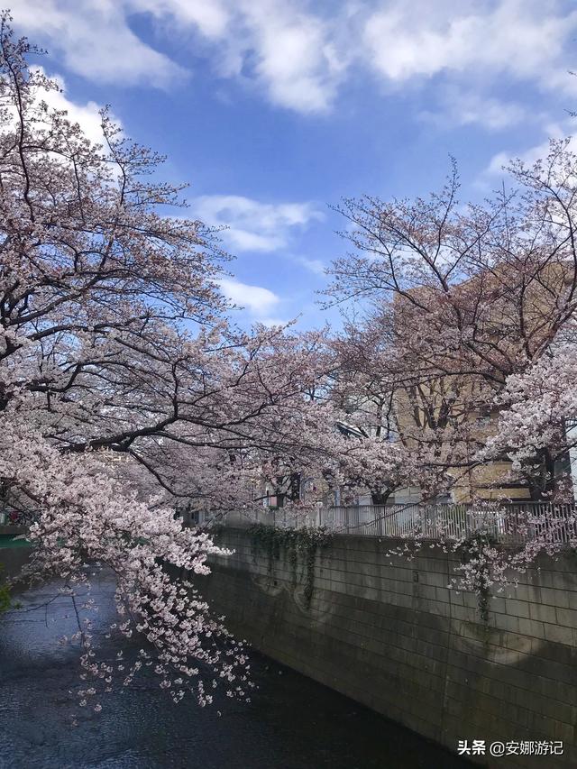 日本早樱花_日本早樱花解剖结构图