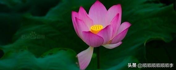 莲花微信头像_莲花微信头像2025最新款