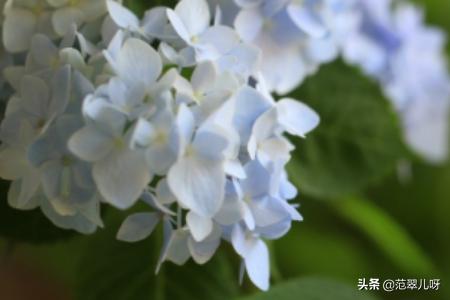 一盆绣球花修剪后的图_一盆绣球花修剪后的图片真实