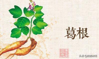 葛根的十大功效_喝葛根粉有什么功效
