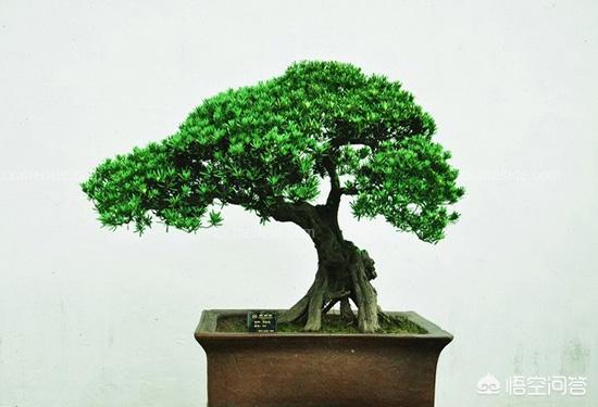 罗汉松盆景制作全过程_罗汉松盆景制作全过程视频