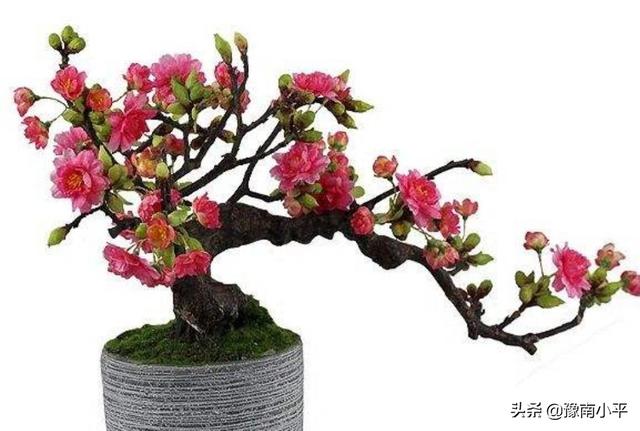 海棠花怎么养殖_海棠花怎么养殖视频