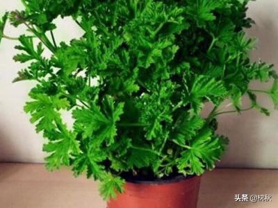 香叶天竺葵油的功效与作用_香叶天竺葵的药用价值