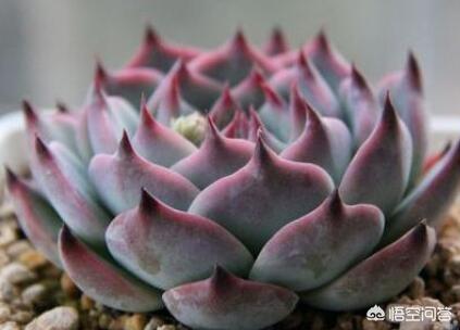 200种常见多肉植物_常见多肉植物品种大全