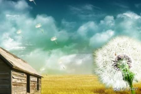 蒲公英的花语和寓意_蒲公英最火的一句