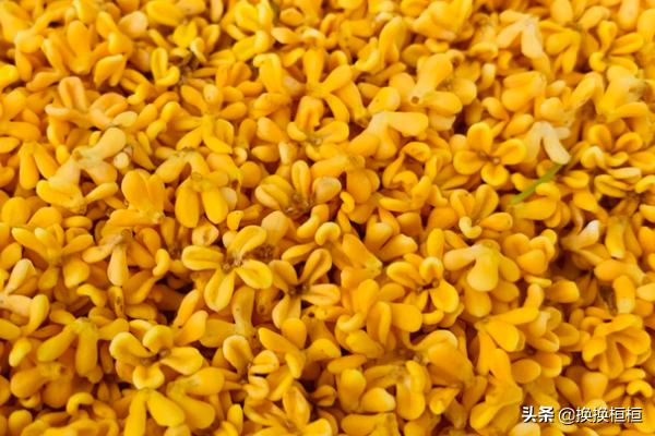 桂花茶的制作方法家常_桂花茶的制作方法家常视频