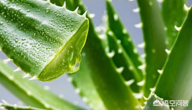 养芦荟的方法和技巧_养芦荟的小妙招