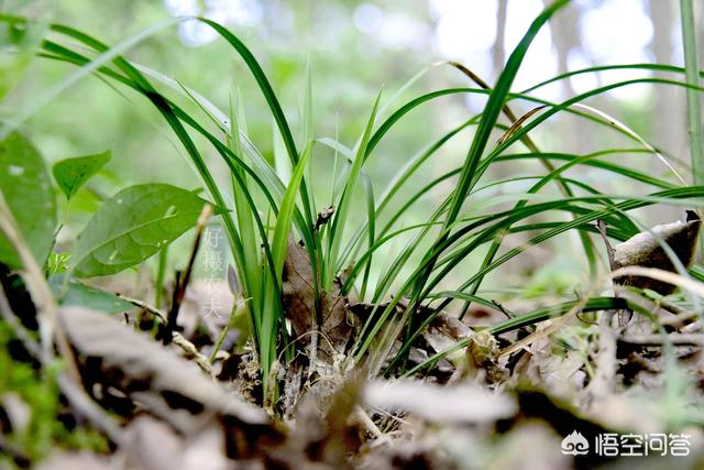 兰花如何种植方法
