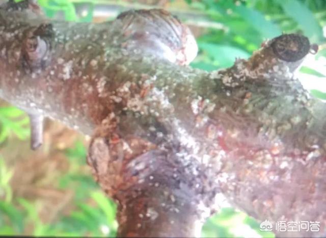 介壳虫用什么药最有效