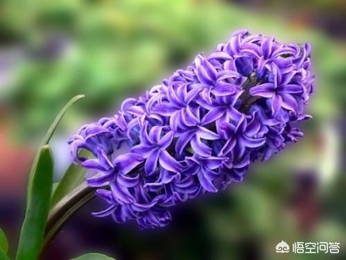 春天开的是哪些花_春天开的花都是哪些