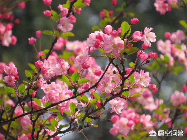 樱花的花期_樱花的花期有多少天