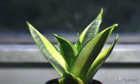 虎皮兰的养殖方法和注意事项养殖日记