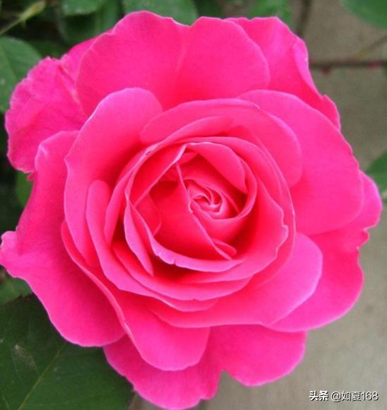 开花最大的月季花品种_开花最大的月季花品种有哪些