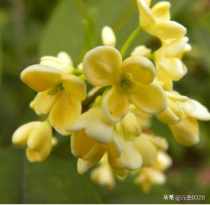 桂花的作用有哪些_桂花的作用有哪些呢 试着写下来