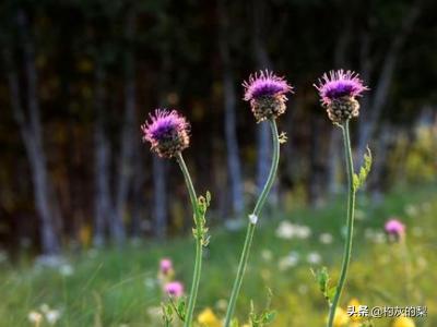 花开放的时间是几点_花开放的时间顺序