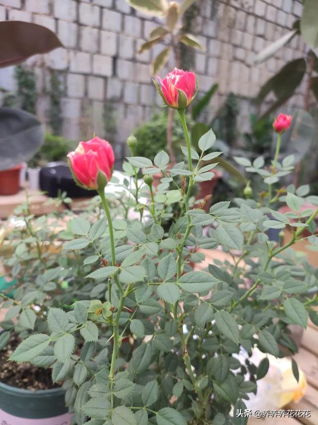 养花肥料从哪买_卖花肥料去哪里进货