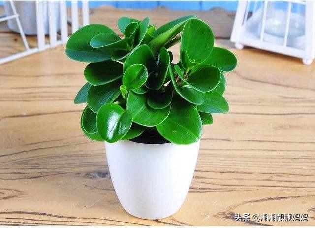 碧玉植物怎么养_碧玉植物怎么养护