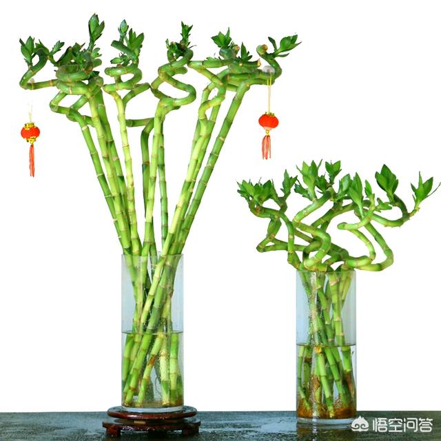 富贵竹的种植和育苗_富贵竹的种植方式