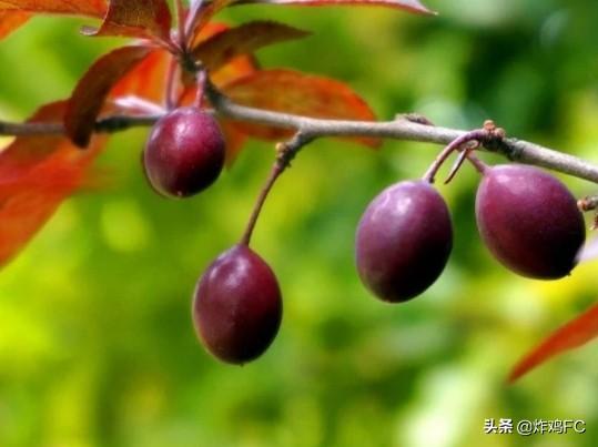 紫叶李的果子能吃吗有什么功效