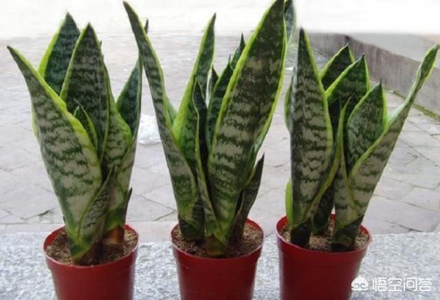 六十种虎皮兰图片_有多少种虎皮兰