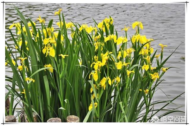 菖蒲草图片大全_菖蒲草图片大全大图